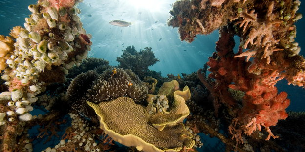 Korallen vor Pemuteran