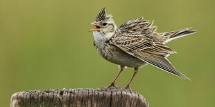 Feldlerche (Alauda arvensis) singend