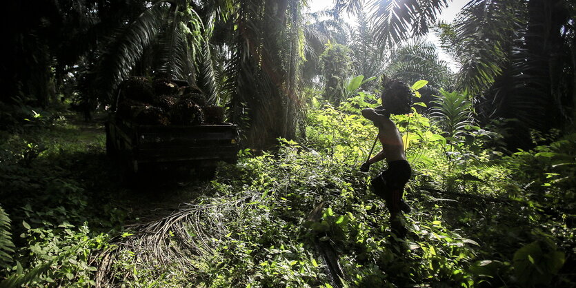 Ein Arbeiter auf einer Palmöl-Plantage im Regenwald