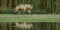 Ein erwachsener wolf läuft am Morgen an einem Teichufer entlang