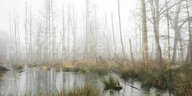 Nebelschwaden ziehen durch das Große Moor im Landkreis Gifhorn.