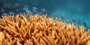 Fische über einer orangenen Korallenkolonie