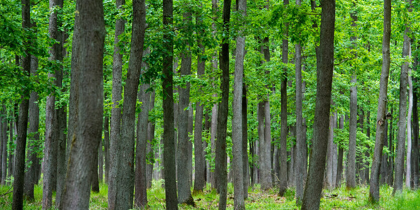 Bäume im Wald