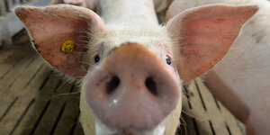 Ein Schwein blickt vom Stall aus in die Kamera, im Vordergrund ist groß die Schnauze zu sehen