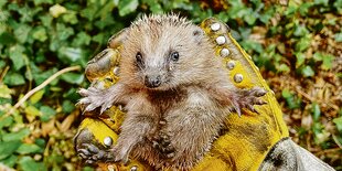 Ein Igel liegt in einer Hand mit Handschuh.