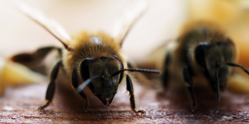 Nahaufnahme von zwei Bienen.