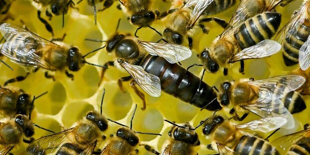 Bienenvolk mit einer Königin auf einer Wabe.