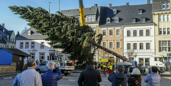 Ein riesiger weihnachtsbaum wird aufgebaut.