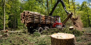 Verladung von Holz in einem Wald.