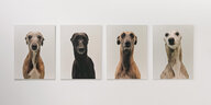 Vier Porträts von English Wippets Windhunden, die bis zum Hals fotografiert einigermaßen merkwürdig aussehen
