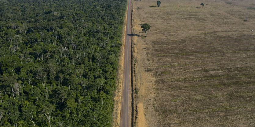 Eine Straße die links von Urwald und rechts von Kahlschlag gesäumt wird.