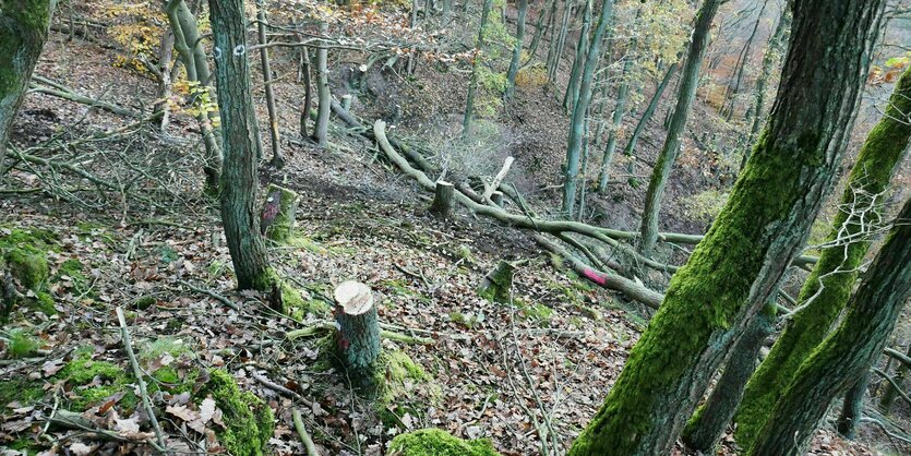 Blick in den Wald mit Tothölzern