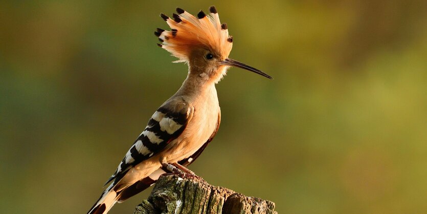 Ein Vogel sitzt auf einem Ast