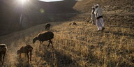 Zwei Menschen mit Schafen auf einem Feld