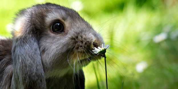 Ein süßes Kaninchen schnüffelt an einem Gänseblümchen. Es sitzt auf einer Wiese.