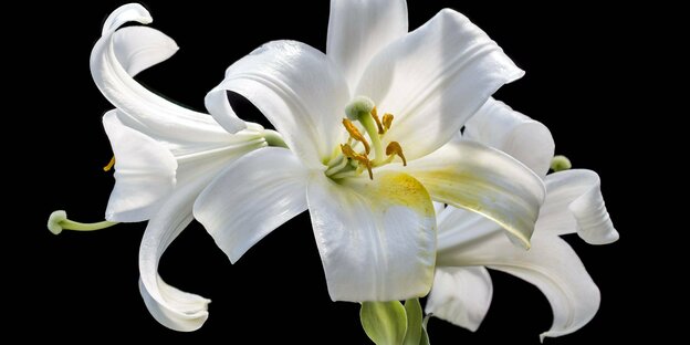 Die Blüte einer weißen Lilie