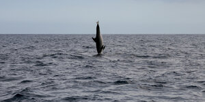 Delfin taucht senkrecht ins Meer
