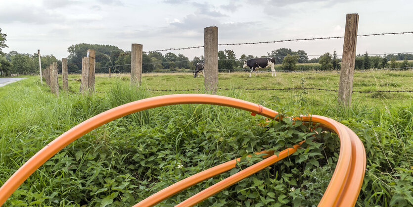 eine ländliche szene mit Kühen im Vordergrund Kabel, die verlegt werden