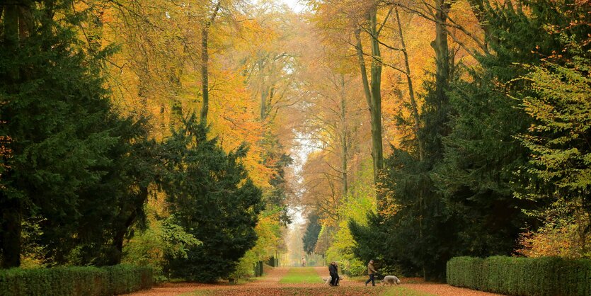 bunte Herbstfärbung in einem Park