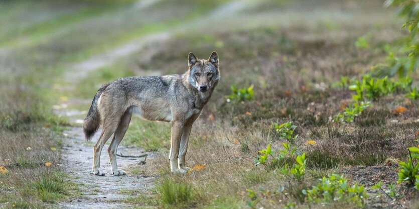 Ein Wolf auf einem Feldweg.