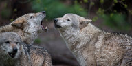 Zwei Wölfe stehen sich mit angelegten Ohren gegenüber, ein dritter schaut in Richtung Kamera.