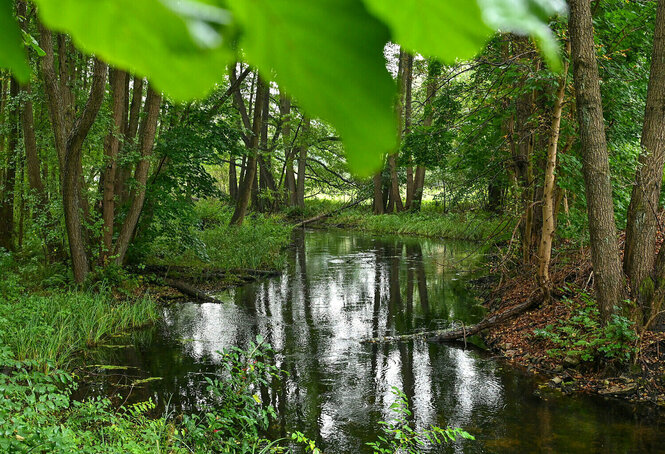 Ein kleiner Fluss schlängelt sich zwischen grünen Bäumen durch