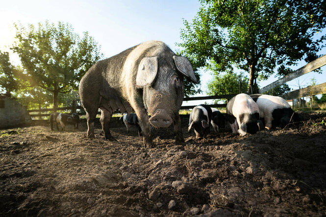 Schweine wühlen in der Erde