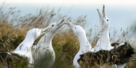 Vier Albatrosse dicht beieinander.