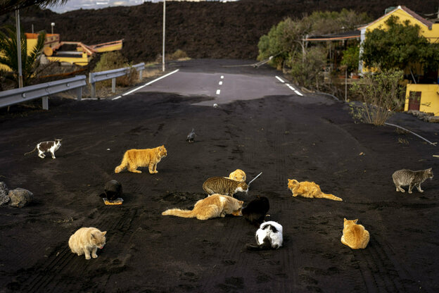 Etwa ein Dutzend Katzen tummeln sich auf einer von Lava bedeckten Staße.