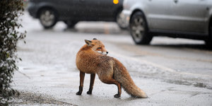 Ein Fuchs auf der Straße