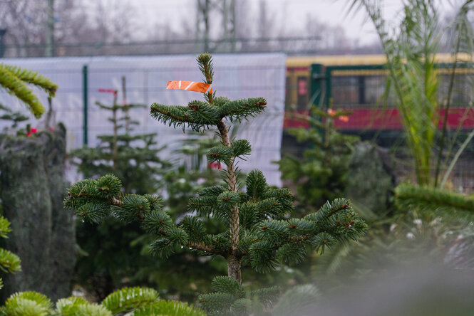 Schiefer Weihnachtsbaum im "Weihnachtsurwald" in Berlin-Friedrichshain