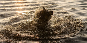 Hund badet in See