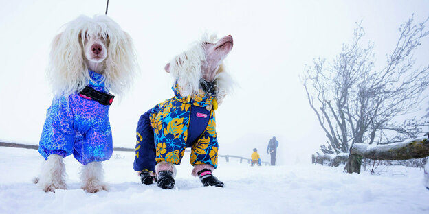 Zwei Chinesische Schopfhunde mit Mantel im Schnee