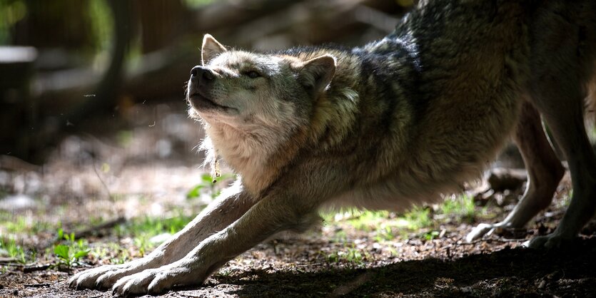 Ein Wolf streckt seine Beine aus