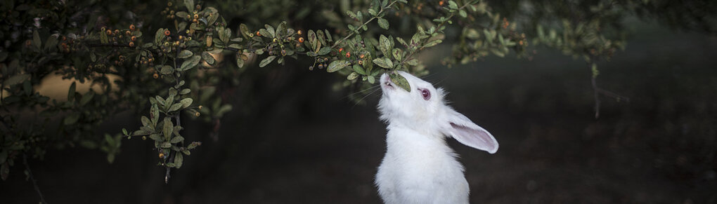 Ein weißer Hase sitzt in einem Busch