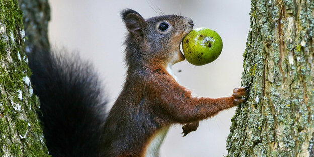 Ein eichhörnchen sitzt auf einem Baum und hat einen Apfel im Maul