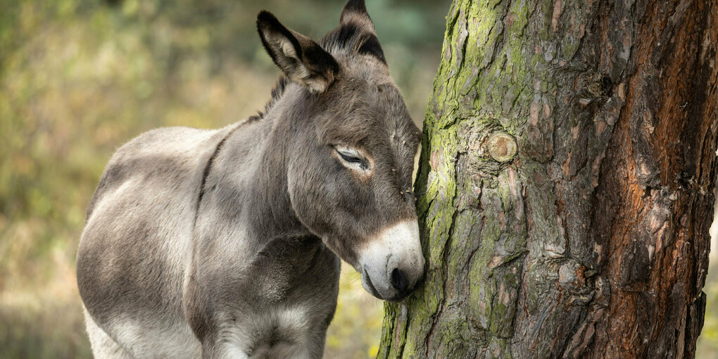 Ein Esel steht in einem eingezäunten Bereich im Naturschutzgebiet Mainzer Sand und lehnt seinen Kopf an einen Baum