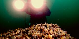 Ein Unterwasserfoto zeigt Muscheln in der Ostsee.