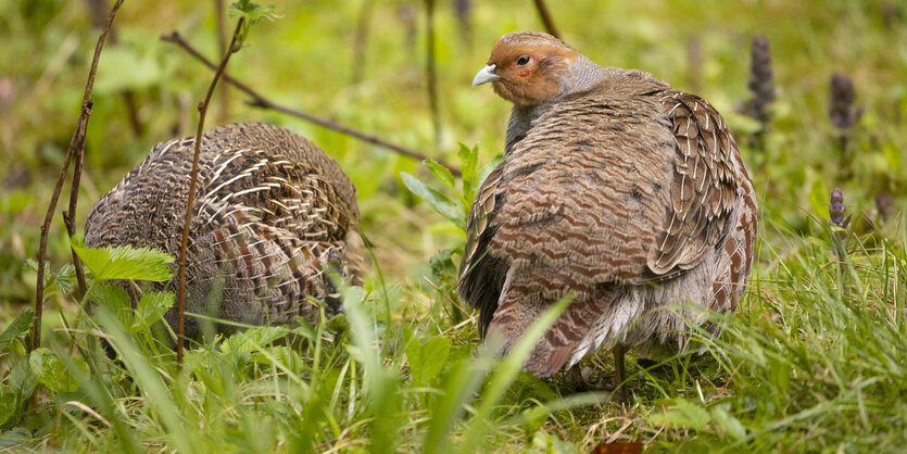 Rebhühner im Gras