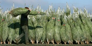 Ein Mann schultert einen Weihnachtsbaum und läuft an Tannenbäumen vorbei, die zum Verkauf stehen