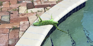 Eine Echse liegt mit dem Bauch nach oben auf dem Beckenrand eines Swimming Pools