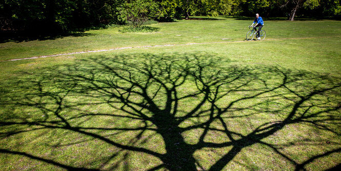 Schatten eines Baumes auf einer Wiese.