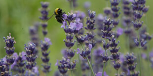 Eine Hummel auf Lavendelblüten