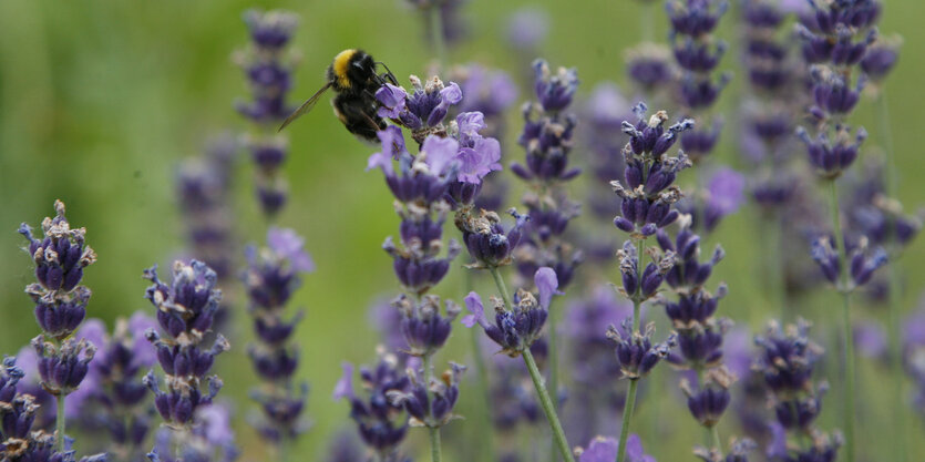 Eine Hummel auf Lavendelblüten