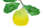 Eine frucht an einem Baum illustriert