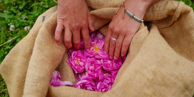 zwei Hände in einem Sack voll Rosenblüten