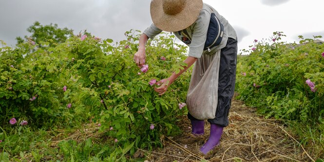 eine Frau beugt sich über einen Rosenstrauch um die Blüten zu pflücken