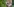 Ein Wolf schaut hinter einem Baum im Wildpark Poing hervor. Nach zahlreichen Nutztierrissen von Wölfen - vor allem am Niederrhein - plant die NRW-Landesregierung eine Wolfsverordnung mit genauen Regelungen für den Abschuss von Wölfen.