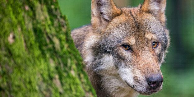 Ein Wolf schaut hinter einem Baum im Wildpark Poing hervor. Nach zahlreichen Nutztierrissen von Wölfen - vor allem am Niederrhein - plant die NRW-Landesregierung eine Wolfsverordnung mit genauen Regelungen für den Abschuss von Wölfen.