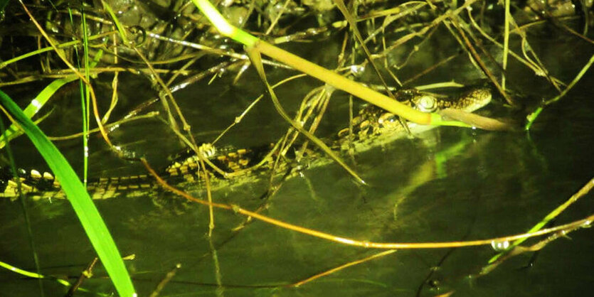 Ein Krokodil im Wasser.